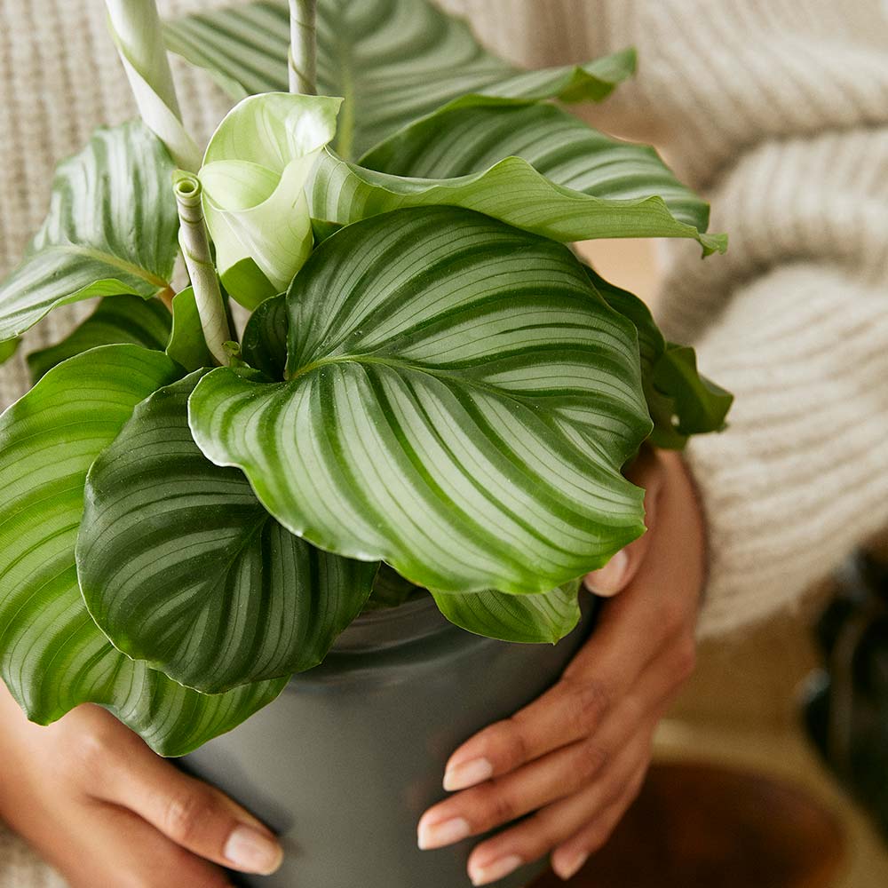 rundcalathea-inspo-lättskötta-växter.jpg