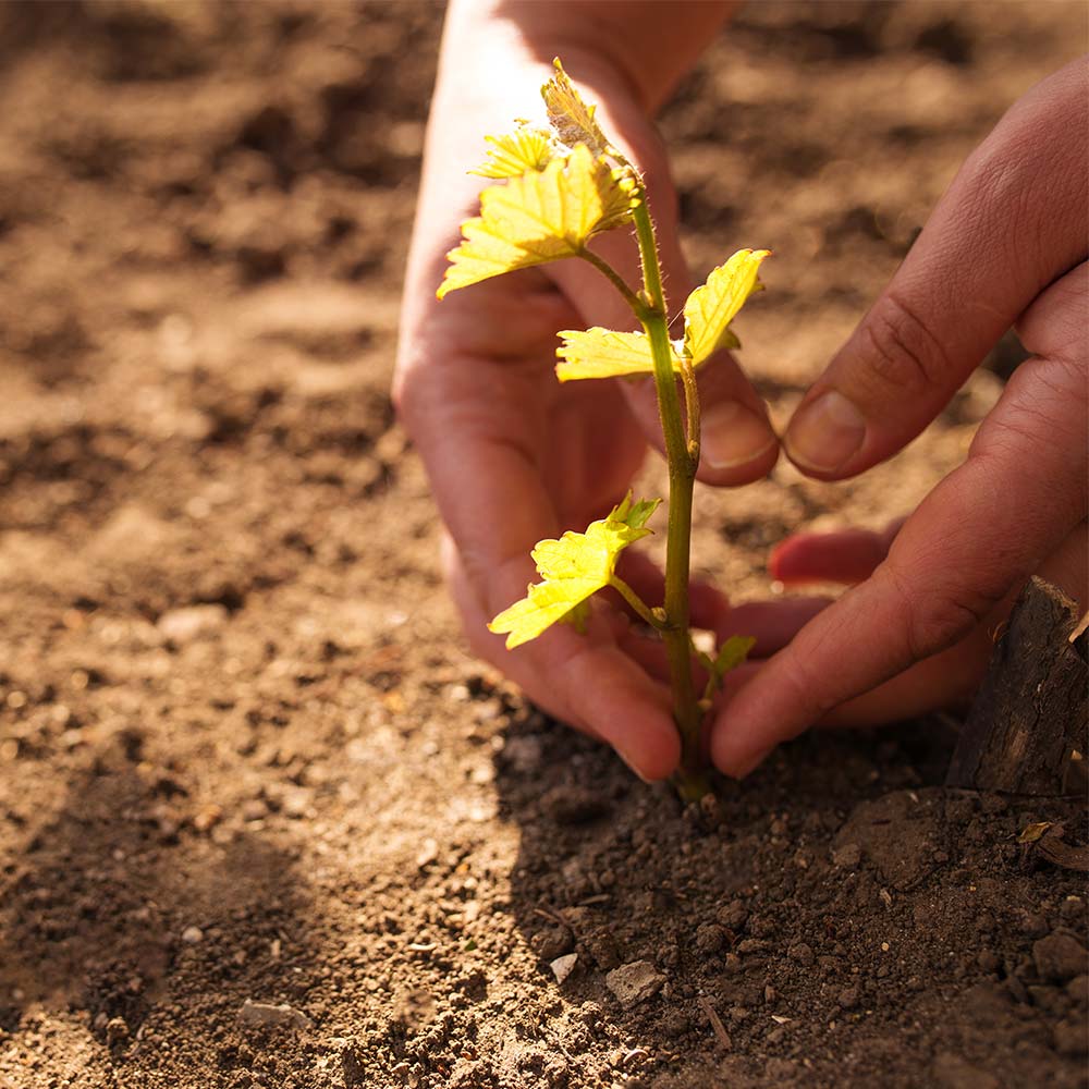 Vinranka-plantering