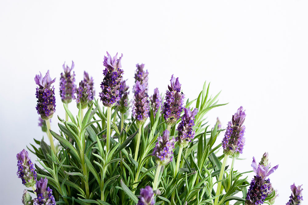 Lavendel