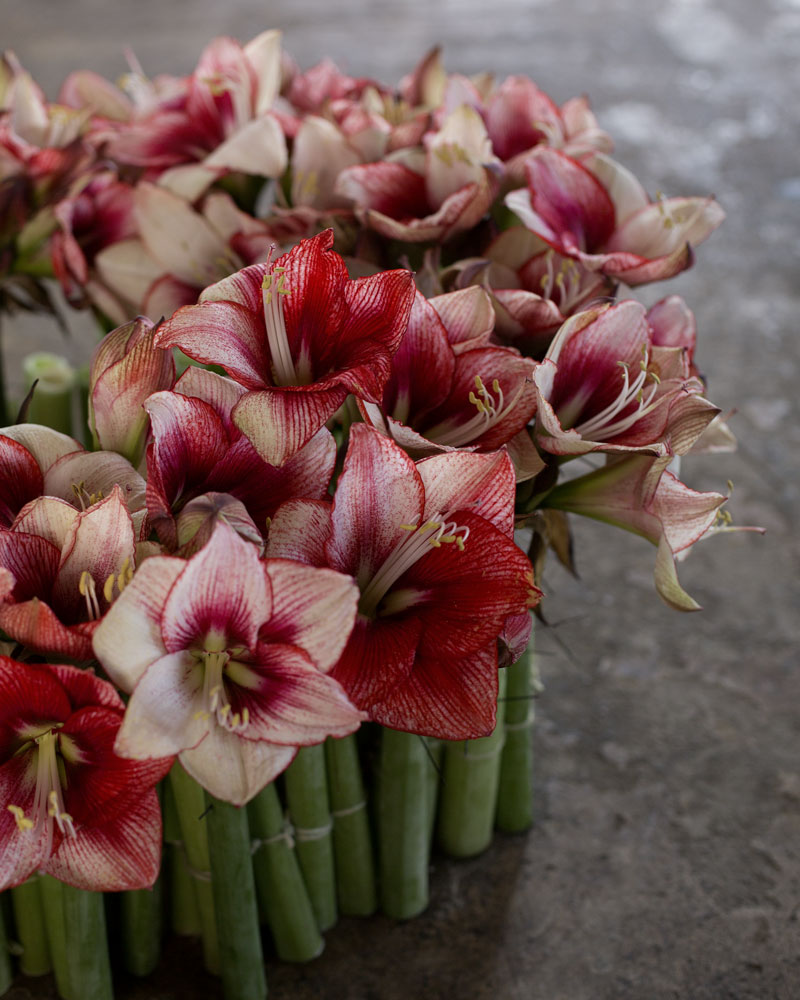 Amaryllis-på-nytt-sätt-1.jpg